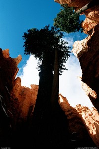 Photo by elki |  Bryce Canyon tree, hike, hiking, canyon